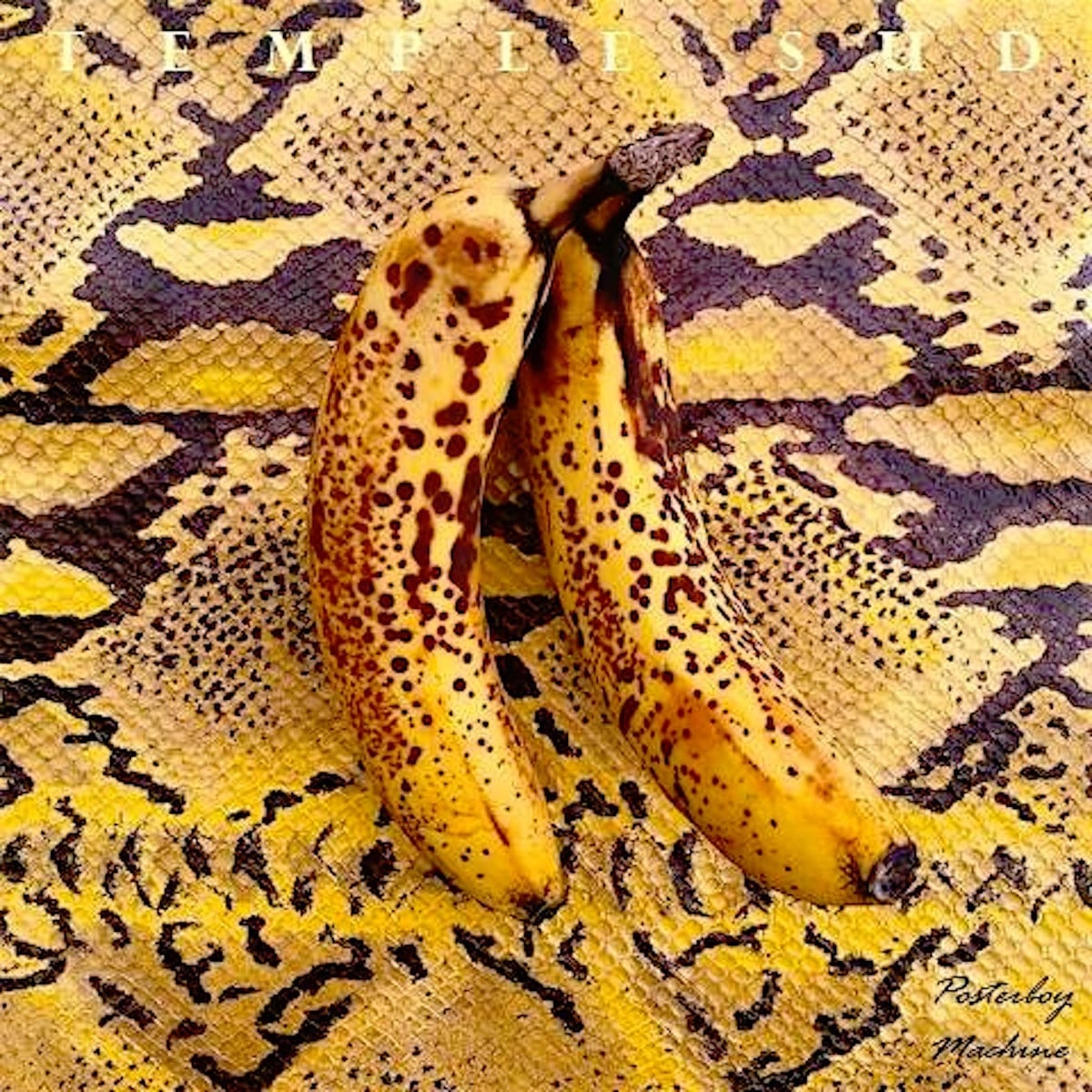 TEMPLE SUD Posterboy Machine