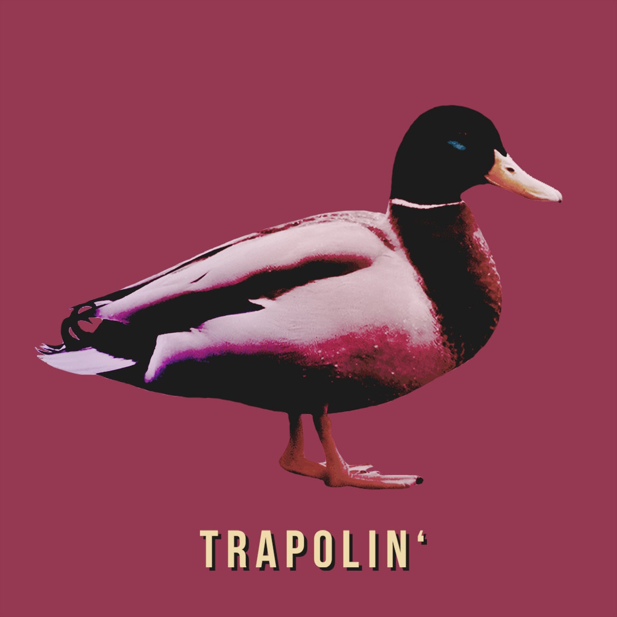 TRAPOLIN