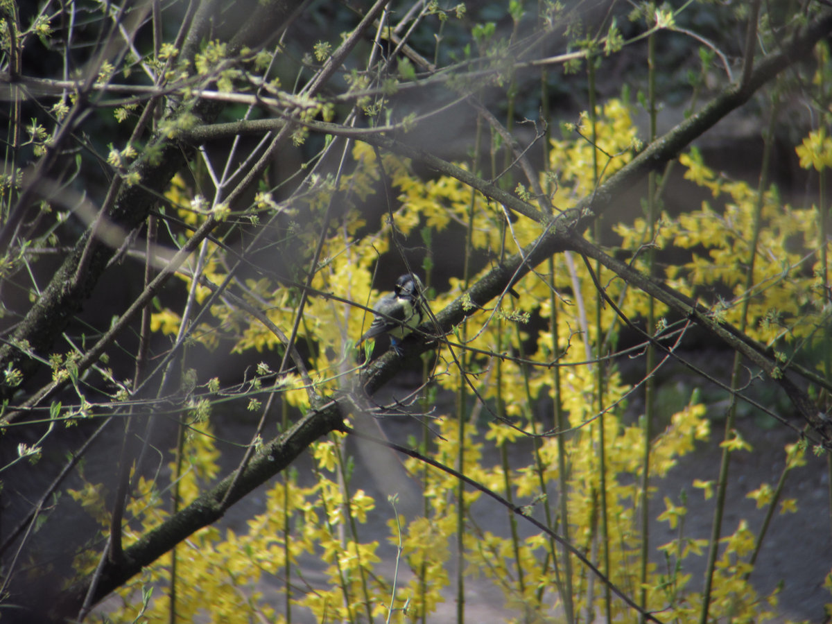 Leonie Risjeterre Ross Heselton