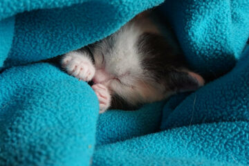 Chien Tsunami Unfinished business 2