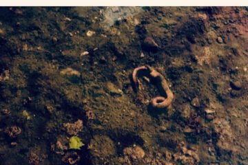 HJ AYALA Le corps sacre