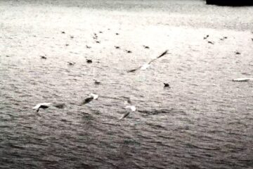 HJ AYALA Le corps sacre