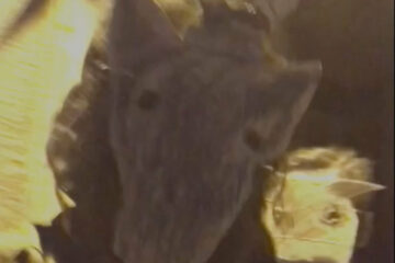 good morning sunshine burned