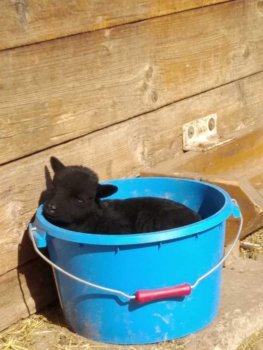 Chien Tsunami Haunted