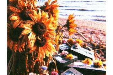 Sugar in Wine Sunflowers are Dead