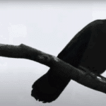 PIERRE EMMANUEL GILLET