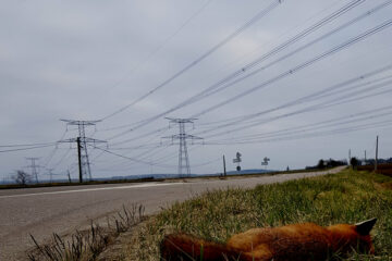 MOGZ The road to holy days